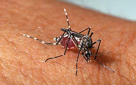 Confirmaron el primer caso autóctono de dengue en Punta Alta