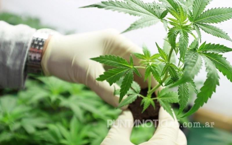 Por iniciativa de Bien Común, Rosales adhirió a la Ley de Uso Medicinal del Cannabis
