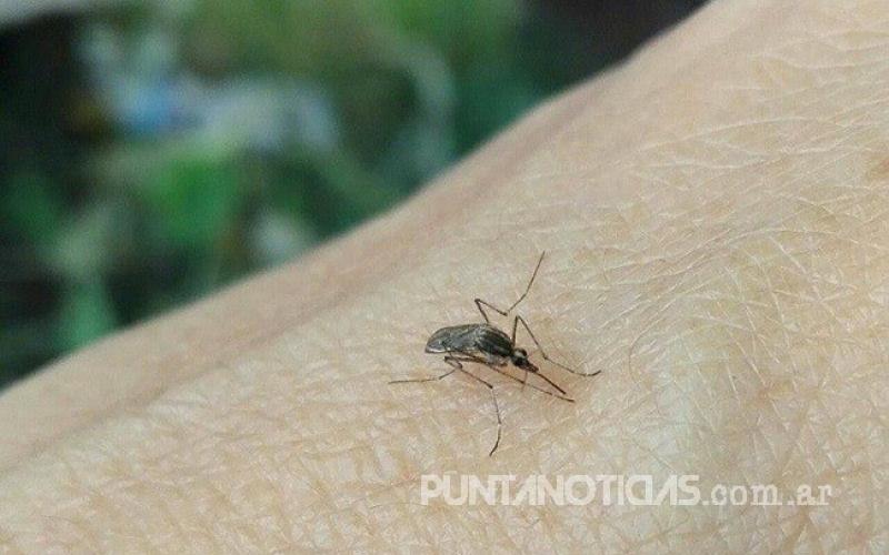 Debido a la gran cantidad de mosquitos el Municipio incrementará la fumigación