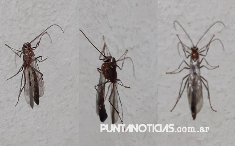 Foto del lector: “Invasión de avispas en distintas zonas de la ciudad”