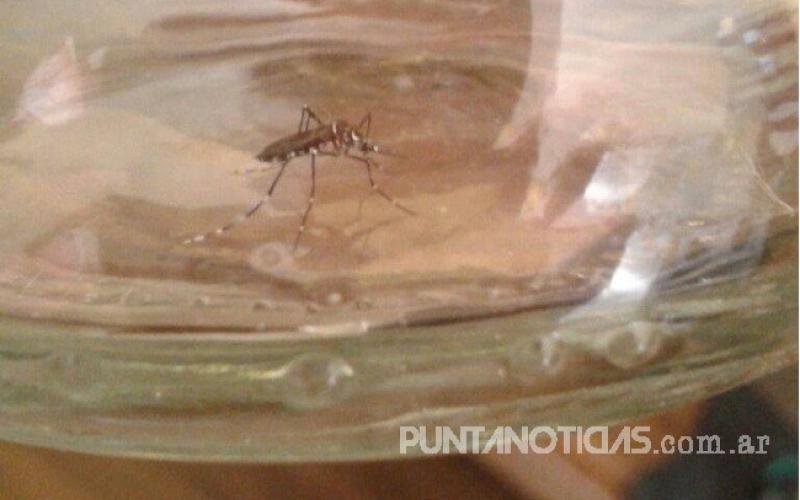 Se encontraron larvas y huevos del mosquito transmisor del dengue