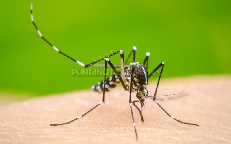 Confirman más 56 mil casos de dengue y más de 1200 de chikungunya en todo el país