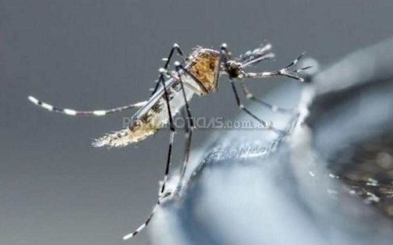 Jujuy: ya son 1459 los casos de dengue 