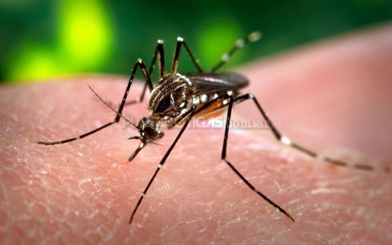 Bahía Blanca: confirman dos casos de dengue autóctono